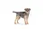 Royal Canin Mini Sterilised