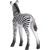 Mojo Zebra mladič nov
