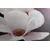 Slika cvet magnolije na abstraktnem ozadju - 60x40