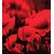 Samolepilna fototapeta polje divjih makov - 245x270