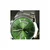 Casio ty307540 Zelena