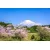 Fototapeta vulkan Fuji - 294x198
