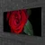 tulup.si Steklena slika Rose na wall 100x50 cm 2 obešalnika