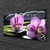 tulup.si Slika na platnu Orchid zen spa stones 100x50 cm