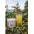 Napitek Freshy mango z vitamini 200g