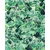 Tapeta Evergreen P023-VD2 200x250h cm