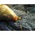 shumee Method/Feeder Fluo Pop-Up Micro Boilies 8mm/20g Truskawka Supreme