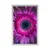 Plakat purpurna gerbera - 20x30 no frame