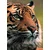 Fototapeta bengalski tiger - 196x270