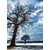 Fototapeta drevesa pozimi - 196x270