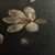 Slika magnolije v temnem tihožitju - 150x100