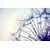 Samolepilna fototapeta regratova lučka edinstvenega izgleda - 196x132