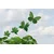 Tapeta listje v vetru - 392x264