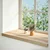 Prozorske klupice 2 kom 70x40x2 cm netretirane masivne hrast