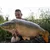 Euro Boilies 18mm/1kg Mulberry boilies