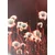 Fototapeta bombažna trava - 196x270