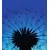Tapeta modra regratova lučka - 245x270