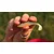 Guma Fox Rage Zander Shad 7,5cm