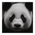 Slika panda na črnem ozadju - 70x70