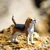 Safari Pes Beagle