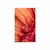 Plakat s paspartujem oranžna gerbera s kapljicami vode - 20x30 no frame