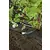 Folija za jagode 10x1.5m crna Windhager