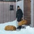 THULE Chasm Recycled putna torba 30L - Golden