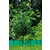 Gardena obrub travnjaka, 9 cm x 9 m, zeleni (536)