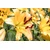 Slika rumena lilija - 30x20