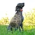 Sledilnik psov Dogtrace DOG GPS X30