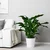 SPATHIPHYLLUM Biljka u saksiji, spatifil, 24 cm