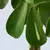 SCHEFFLERA ARBORICOLA Biljka u saksiji, šeflera/uvijena stabljika, 19 cm