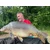 Euro Boilies 16mm/1kg Scopex beljakovinske kroglice