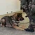 DogVest, pasja oprsnica