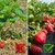 shumee Heckermann agrotekstil 0,8x20m 90g/m2 črne barve (kocka)