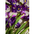 Full Iris Eau de Parfum 75 ML