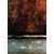 Fototapeta odsev listja v jezeru - 196x270