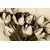 Slika spomladanski tulipani v sephia izvedbi - 60x40