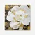 Zidna slika KNV10104, 70x70 cm