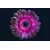 Tapeta purpurna gerbera - 343x231