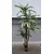 Lilium stablo sanseverija 1X5 1,8m GF141028