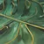 Slika 70x100 cm Monstera – Styler