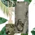 Dišeče palčke Wild, Jungle 100 ml
