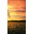 Fototapeta osamljenega drevesa - 147x270