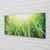 tulup.si Slika na platnu Grass sonce kapljice 100x50 cm