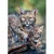 Trefl Puzzle Ris Nature Edition 1000 delova