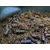 shumee Carp Euro Booster XXL 1000 ml Halibut