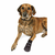 TRIXIE Cipelice za pse Walker Comfort, Crne