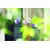 Prosperplast balkonska saksija agro 60x18x14cm antracit PR IS600-S433