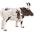 Mojo Texas Longhorn govedo